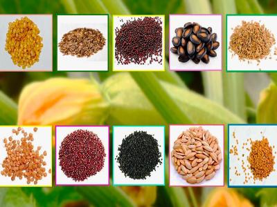 Atalık Tohum Nedir?